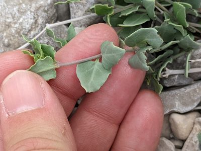 Acleisanthes longiflora, photographed by Alison Northup