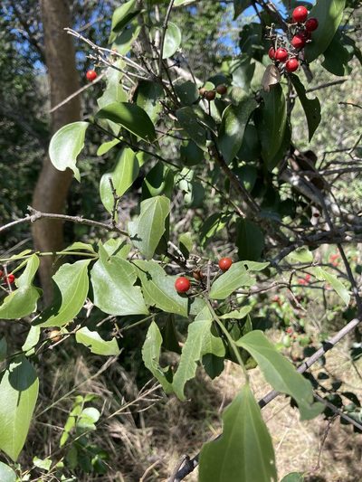 Strychnos psilosperma, photographed by Bethlea Bell