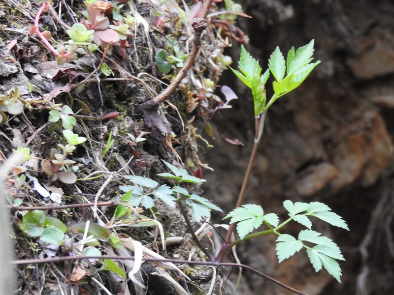 Thaspium barbinode, photographed by Yann Kemper
