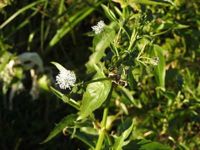 Gymnocoronis spilanthoides, photographed by Leonel Roget