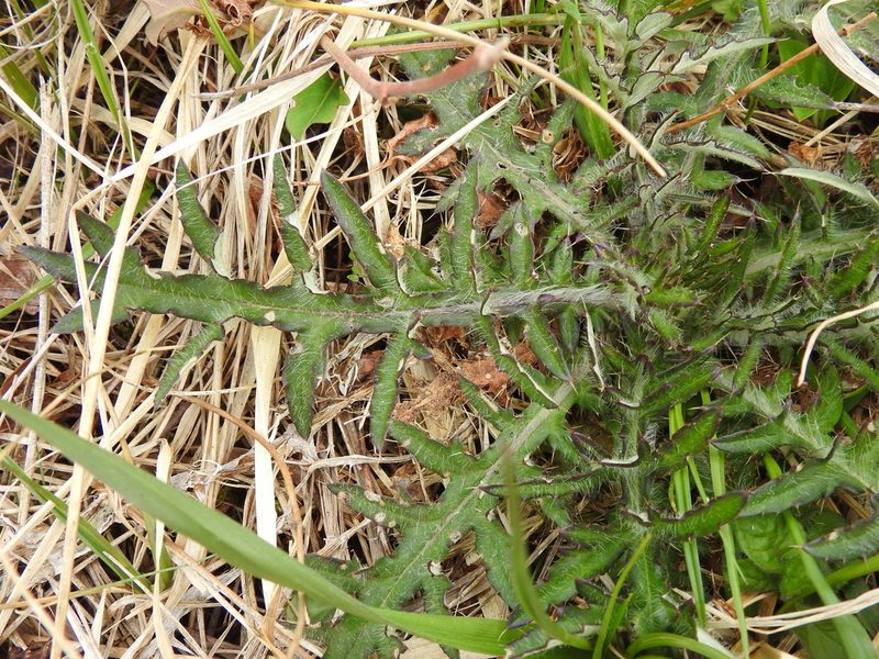 Cirsium discolor, photographed by Yann Kemper
