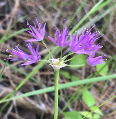 Allium columbianum, photographed by Cindy Bell
