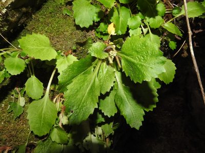 Micranthes petiolaris, photographed by Yann Kemper
