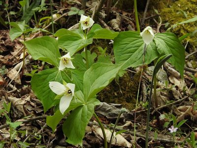 Trillium simile, photographed by Yann Kemper