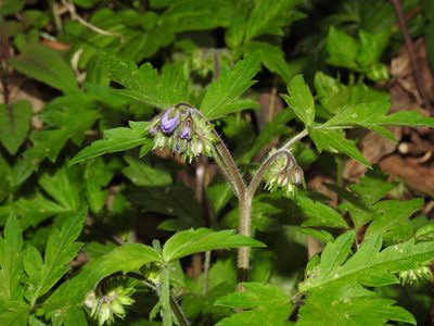 Phacelia bipinnatifida, photographed by Yann Kemper