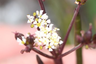 Ottoa oenanthoides, photographed by Trevor Van Loon