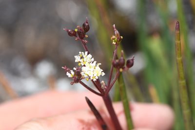 Ottoa oenanthoides, photographed by Trevor Van Loon