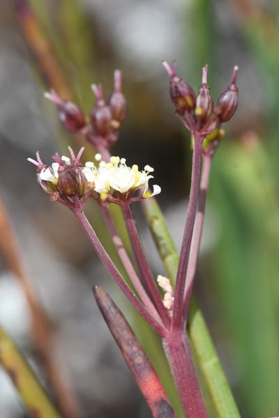 Ottoa oenanthoides, photographed by Trevor Van Loon
