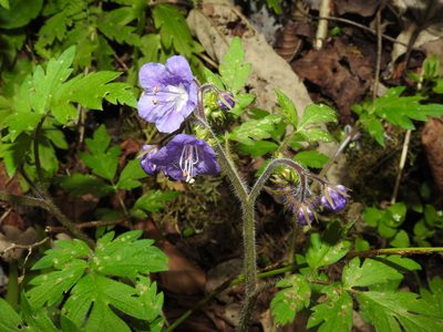 Phacelia bipinnatifida, photographed by Yann Kemper