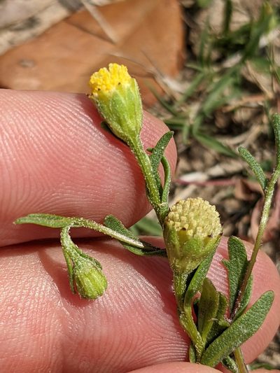 Hymenoxys texana, photographed by Eric Knight