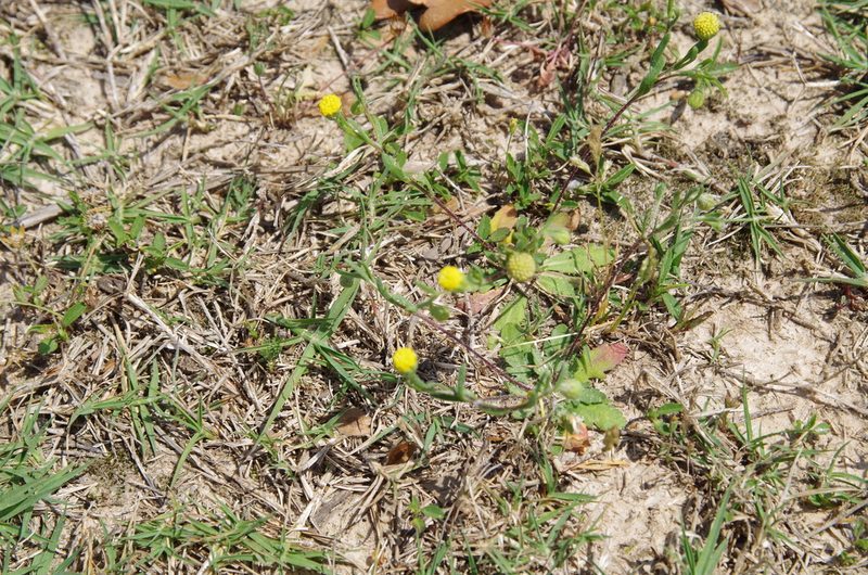 Hymenoxys texana, photographed by Eric Knight