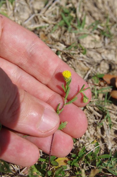 Hymenoxys texana, photographed by Eric Knight