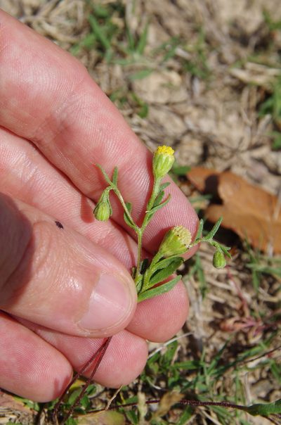 Hymenoxys texana, photographed by Eric Knight