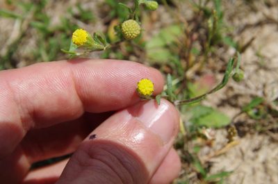 Hymenoxys texana, photographed by Eric Knight