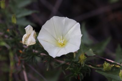 Calystegia macrostegia, photographed by Millie Basden