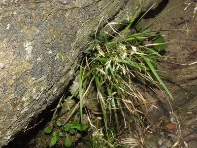 Poa cuspidata, photographed by Yann Kemper