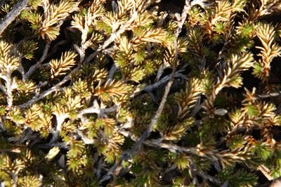 Selaginella cinerascens, photographed by Millie Basden