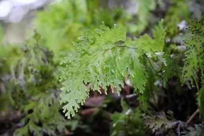 Hymenophyllum dilatatum, photographed by chrystal1914