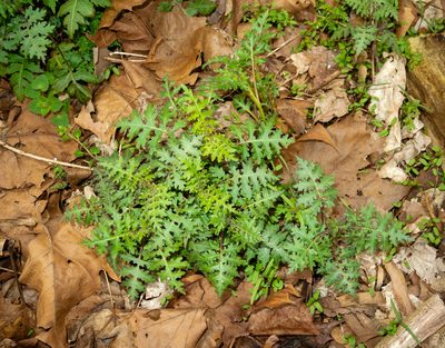 Polymnia canadensis, photographed by John Ambler