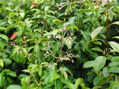 Urceola rosea, photographed by 雲一百香果