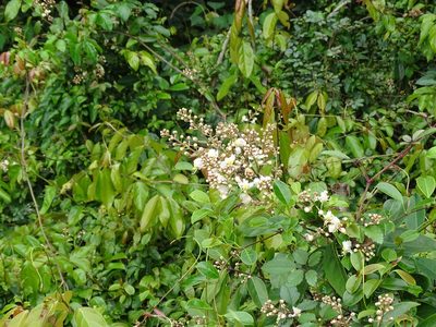 Hiptage benghalensis, photographed by 雲一百香果