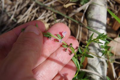 Scutellaria racemosa, photographed by Eric Knight
