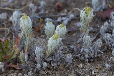 Filago pyramidata, photographed by Ken-ichi Ueda