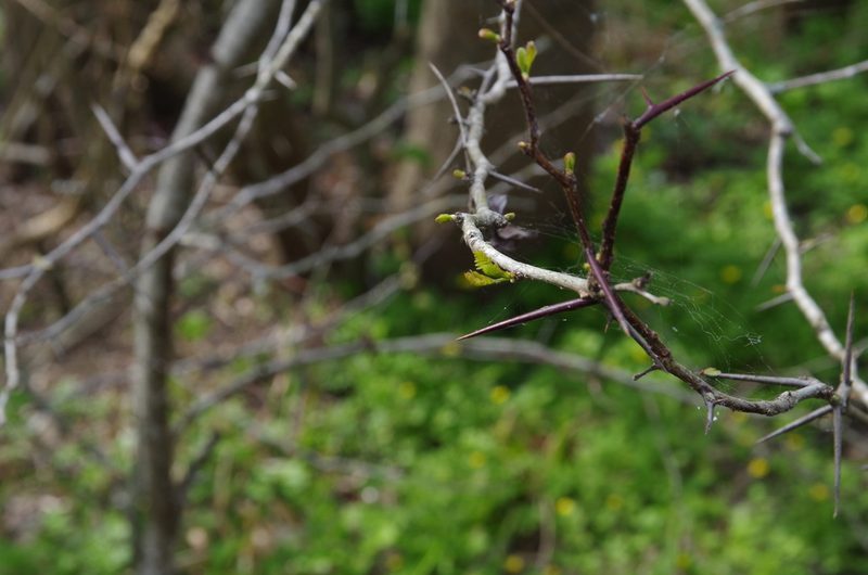 Gleditsia aquatica, photographed by Eric Knight