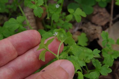 Nemophila aphylla, photographed by Eric Knight