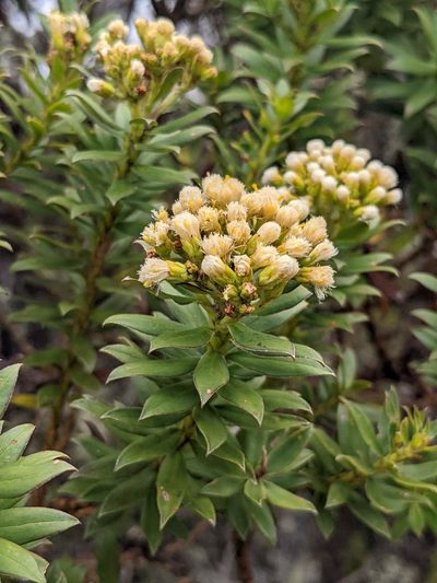 Pentacalia firmipes, photographed by Trevor Van Loon