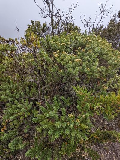 Pentacalia firmipes, photographed by Trevor Van Loon
