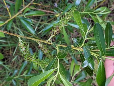 Salix lasiolepis, photographed by Tom and T Herman