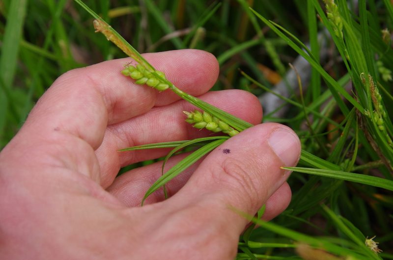 Carex corrugata, photographed by Eric Knight
