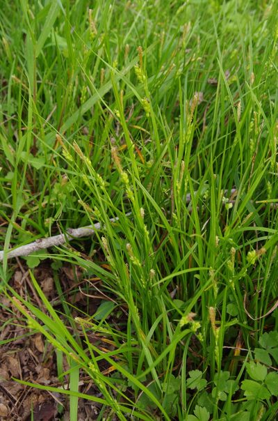 Carex corrugata, photographed by Eric Knight