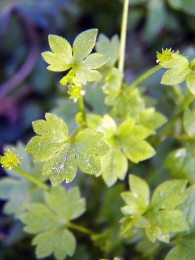 Ranunculus platensis, photographed by Diana Foreman