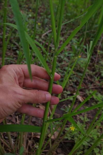 Glyceria arkansana, photographed by Eric Knight