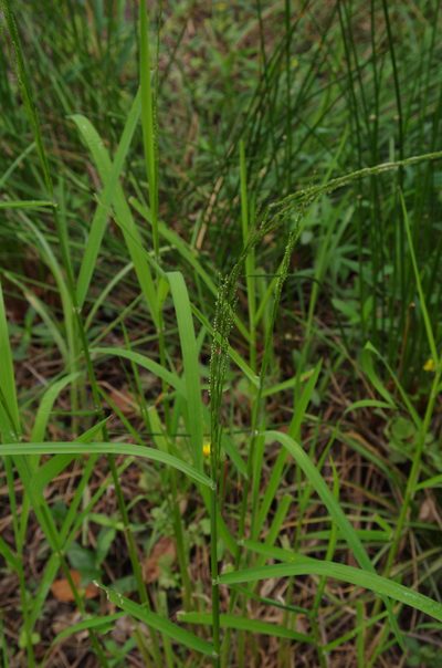 Glyceria arkansana, photographed by Eric Knight
