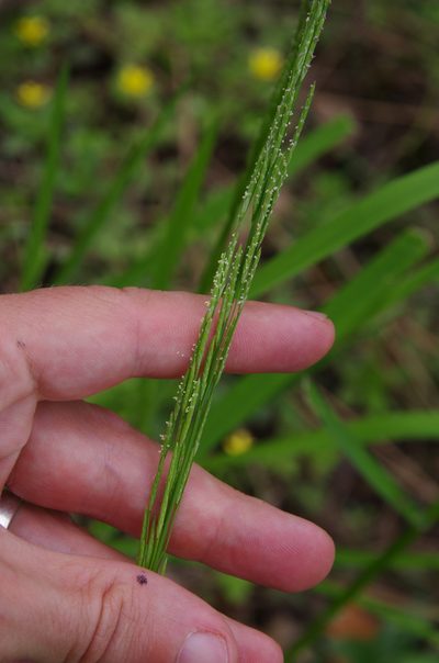 Glyceria arkansana, photographed by Eric Knight
