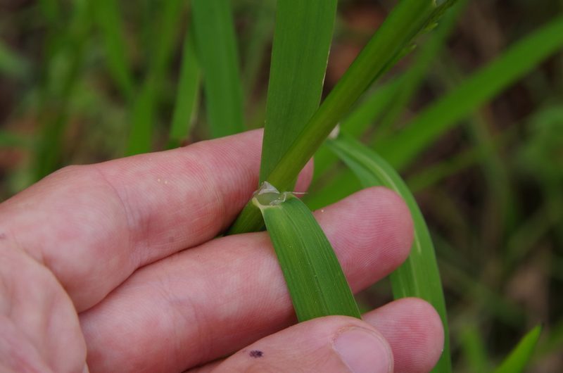 Glyceria arkansana, photographed by Eric Knight