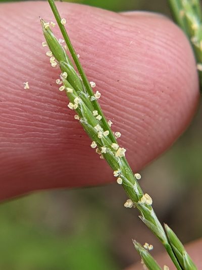 Glyceria arkansana, photographed by Eric Knight