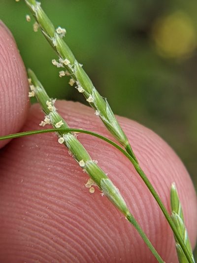 Glyceria arkansana, photographed by Eric Knight