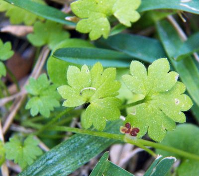 Bowlesia incana, photographed by Diana Foreman