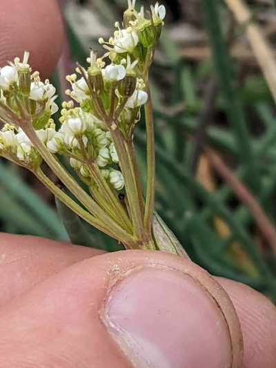 Ottoa oenanthoides, photographed by Trevor Van Loon