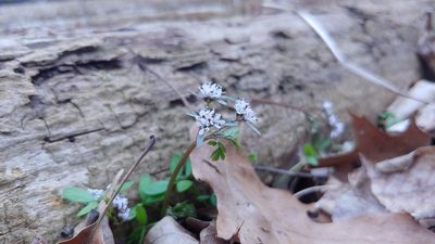 Erigenia bulbosa, photographed by Ryan Sorrells