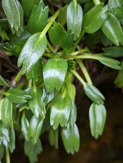 Azorella aretioides, photographed by Trevor Van Loon