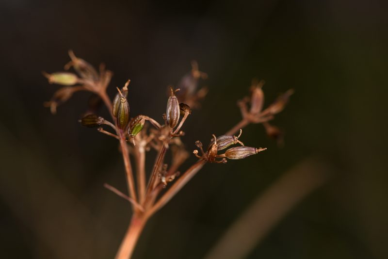 Ottoa oenanthoides, photographed by Trevor Van Loon