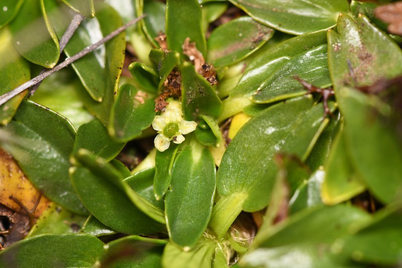 Azorella aretioides, photographed by Trevor Van Loon