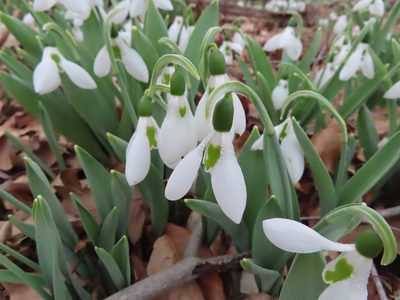 Galanthus elwesii, photographed by Eric Schmidt