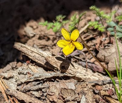 Viola sheltonii, photographed by Dominic Gentilcore