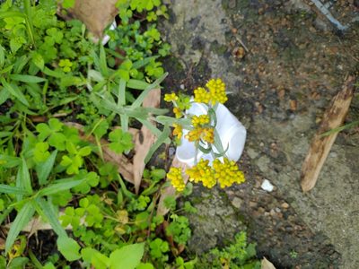 Laphangium affine, photographed by koala0090